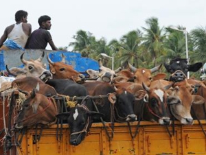  cattle thief bid.